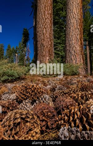 Jeffrey Pine, Pinus jeffreyi, trees and cones in Yosemite National Park, California, USA Stock Photo