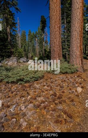 Jeffrey Pine, Pinus jeffreyi, trees and cones in Yosemite National Park, California, USA Stock Photo