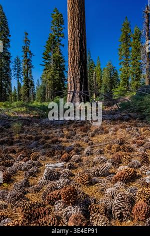 Sugar Pine, Pinus lambertiana, cones in the forest of Yosemite National Park, California, USA Stock Photo
