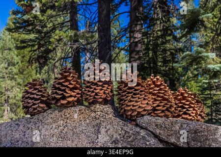Jeffrey Pine, Pinus jeffreyi, trees and cones in Yosemite National Park, California, USA Stock Photo