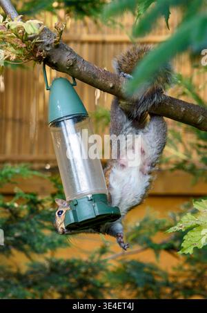 Grey squirrel (Sciurus carolinensis) hanging upside down from tree while feeding from bird feeder in garden, England, UK Stock Photo