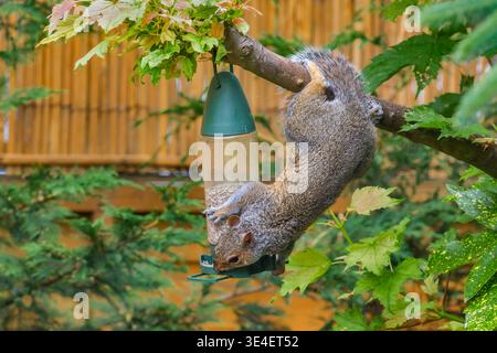 Grey squirrel (Sciurus carolinensis) hanging upside down from tree to feed from bird feeder in garden, England, U Stock Photo