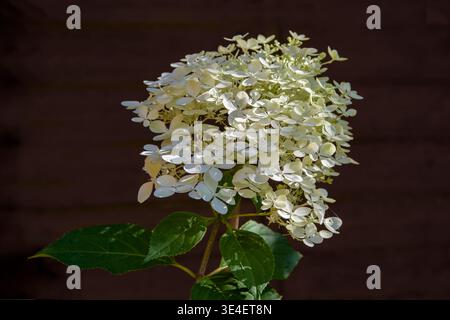 Hydrangea paniculata ‘Phantom’ with large white flower head in bloom in summer garden, UK Stock Photo