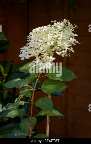 Hydrangea paniculata ‘Phantom’ flowering shrub with large white blooms in summer garden, UK Stock Photo