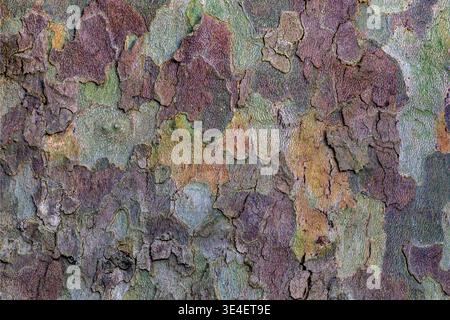 Close up abstract texture of London plane tree bark with peeling layers and natures patterns, Bradford-on-Avon, Wiltshire, UK Stock Photo