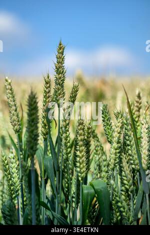 Green wheat ears growing in field against blue sky on Salisbury Plain, Wiltshire, England, UK in summer Stock Photo