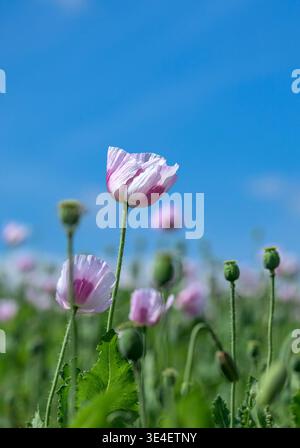 Pale pink poppy (Papaver somniferum) flower leaning above surrounding poppies and seed heads against blue sky on Salisbury Plain, Wiltshire, UK in sum Stock Photo