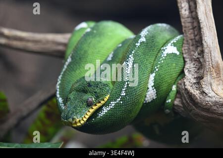 Emerald tree boa Corallus caninus at London Zoo Stock Photo