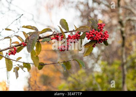 Close up of bright red rowan berries growing on tree branch with green leaves and blurred background. Seasonal nature detail with shallow depth of fie Stock Photo