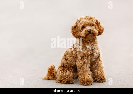 Adorable Maltipoo dog sitting on pavement against soft neutral background, looking at camera in natural light. Stock Photo