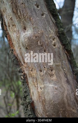 Close-up of damaged tree trunk with woodpecker holes and stripped bark in a spring forest near Bajot, Hungary. Natural wood texture and decay Stock Photo
