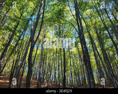 Fresh spring forest scene in Switzerland captured from a low perspective looking upward into a sunlighted canopy of lush green leaves. Stock Photo