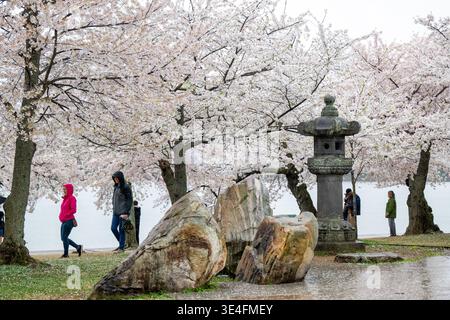 Tidal Basin Japanese Stone Lantern Yoshino Cherry Blossoms Washington DC United States // TIDAL BASIN, Washington, D.C. — Puffy white Yoshino cherry blossoms in full bloom surround the Japanese Stone Lantern along the water's edge, Friday, Mar. 27, 2026. Stock Photo
