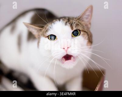 An angry shorthair cat with dilated pupils growling Stock Photo