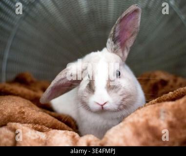 A Dwarf pet rabbit with ears in half lop position, lying on a soft blanket Stock Photo