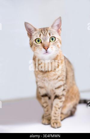 A brown tabby shorthair cat sitting and looking at the camera with a wide eyed expression Stock Photo
