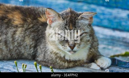 Tabby cat napping peacefully outdoors, resting on a rustic wooden bench Stock Photo