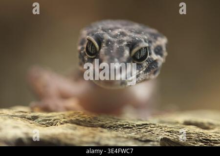 Portrait of the leopard gecko (Eublepharis macularius), eyes, depth of field, captive Stock Photo