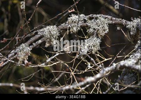 Oak moss (Evernia prunastri) on branches, Bavaria, Germany Stock Photo