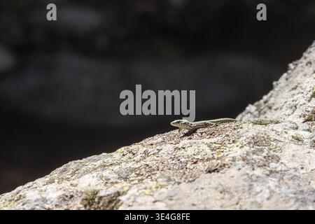 Small lizard basking on a textured rock surface in bright sunlight Stock Photo