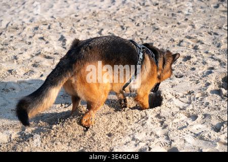 German shepherd actively excavates in textured sand with determination and physical effort Stock Photo