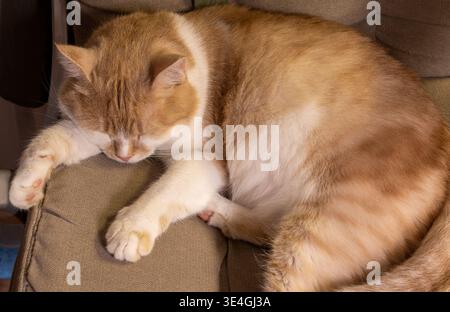Ginger and white domestic shorthair cat resting peacefully on a beige cushion, enjoying a deep and comfortable sleep, embodying relaxation, comfort, a Stock Photo
