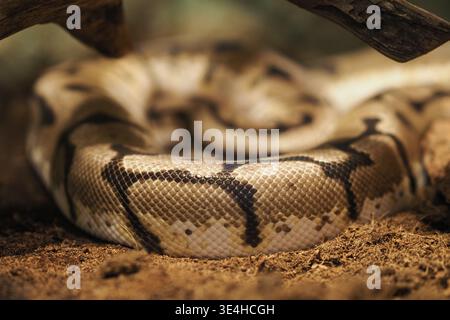 Python snake resting on the ground in a nature setting Stock Photo