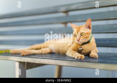Ginger cat resting on metal bench with green collar and bell looking alert in soft daylight Stock Photo
