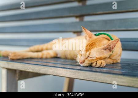 Ginger cat sleeping on metal bench with green collar in soft daylight calm peaceful scene Stock Photo