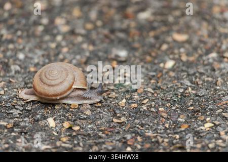 Snail crawling on asphalt road closeup in outdoor environment Stock Photo