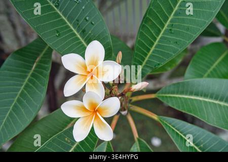 Two White Plumeria Blossoms on Wet Leaves with Buds and Stems, Overhead View Stock Photo