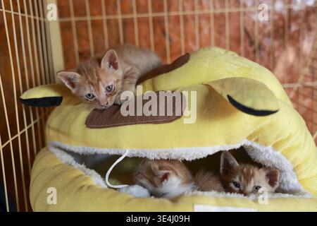 Cute ginger cat and adorable baby kitten siblings resting comfortably on soft yellow cozy bed inside wire rescue shelter cage feeling sleepy curious a Stock Photo
