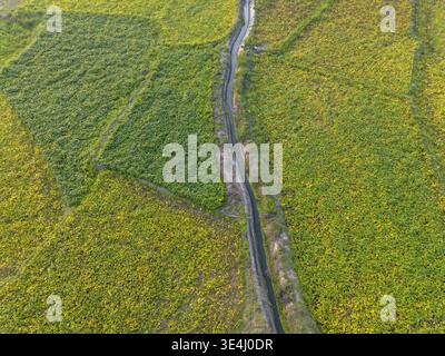 Aerial view of lush green agricultural field with winding dirt road cutting through peaceful tranquil rural landscape showcasing patterns of nature an Stock Photo