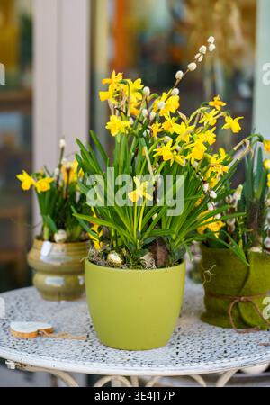 Yellow daffodils in pot, spring flowers decoration, outdoor garden setting, fresh bloom, seasonal concept, Narcissus pseudonarcissus plant Stock Photo