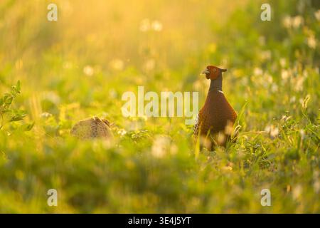 Male ring necked pheasant and female in morning light Stock Photo