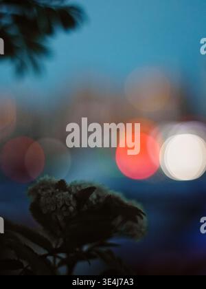 Dreamy abstract photo of twilight city lights with soft bokeh and motion blur, with dark plant silhouettes in the foreground and colorful out-of-focus Stock Photo