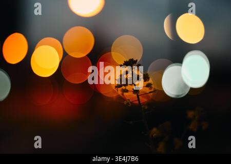 Delicate wildflower silhouette in the foreground against colorful city lights bokeh at night, with soft motion blur and shallow depth of field creatin Stock Photo