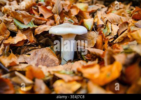 Close-up of a white mushroom rising through a carpet of fallen autumn leaves in a quiet forest, highlighting seasonal color, texture, and natural wood Stock Photo