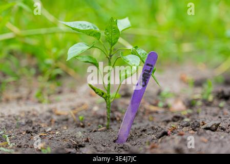 Close-up of a young chili plant with vibrant green leaves sprouting from nutrient-rich soil in a garden. A purple marker labeled Chili indicates its t Stock Photo