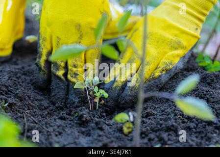 Hands in yellow gloves gently plant a young seedling into rich soil, emphasizing organic gardening and sustainability. This process highlights the ess Stock Photo