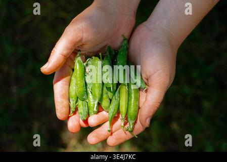 Close-up of freshly harvested, homegrown pea pods filled with green peas, held gently in a pair of hands. The vibrant green pods symbolize health, nat Stock Photo