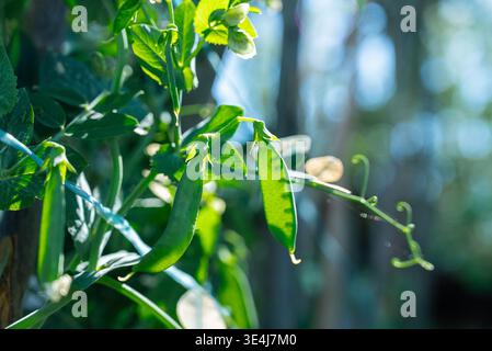 Sunlit green peas sit nestled inside their pods, hanging from a lush vine with vibrant leaves and tendrils. Captured in a home garden, the image highl Stock Photo