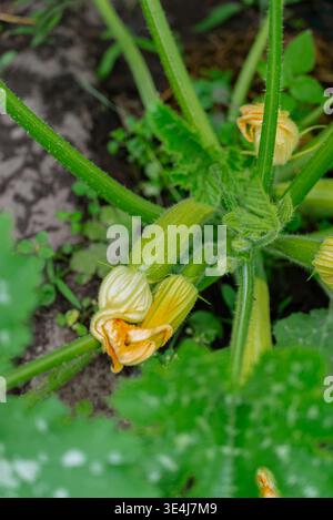 Close-up of a zucchini plant with yellow flowers in a lush home garden. The vibrant green leaves and orange blossoms signify a bountiful and healthy v Stock Photo