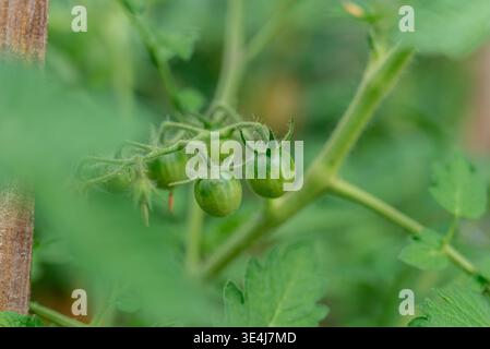Close-up of green tomatoes on a vine in a home garden, showing the thriving growth and promise of an abundant harvest. Ideal for showcasing sustainabl Stock Photo