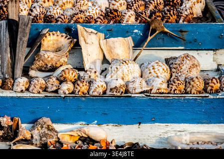 Close-up of assorted sea snail shells arranged on a rustic wooden market stand, showing natural textures and patterns in a coastal souvenir stall sett Stock Photo