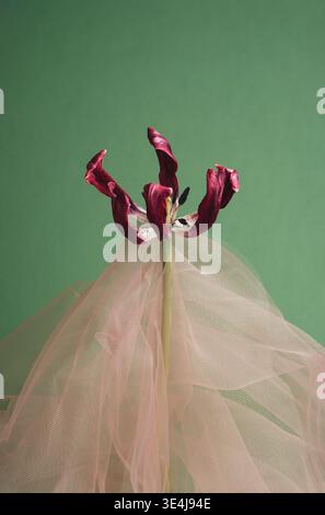A dry, withered tulip stands elegantly on a vibrant green background, adorned with delicate pink tulle, capturing the beauty of decay and subtle textu Stock Photo
