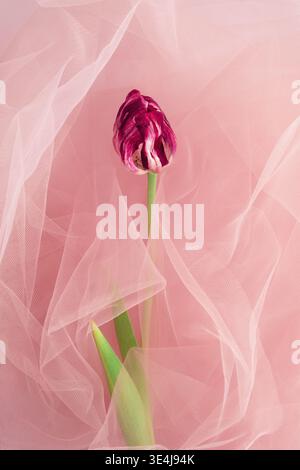 A striking single dry pink tulip stands elegantly against a backdrop of soft pink fabric, capturing the essence of delicate beauty and timeless elegan Stock Photo