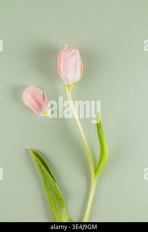 A delicate pastel pink tulip with a fallen petal lies gracefully on a soft green background. Dewdrops add a fresh touch, highlighting the serene beaut Stock Photo