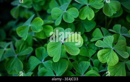 Close-up view of lush green clover leaves with heart-shaped leaflets, showcasing vibrant foliage in a natural outdoor setting Stock Photo