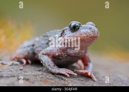 Common Midwife Toad / Geburtshelferkroete ( Alytes obstetricans ), sitting on rocks of an old quarry, frontal side view, detailed shot. Stock Photo